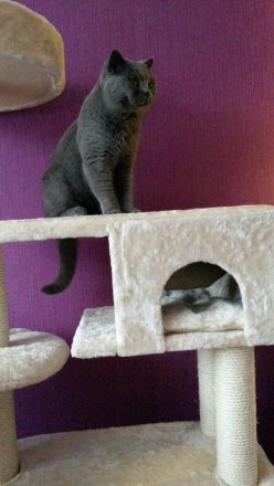 BKH Kitten in Blau