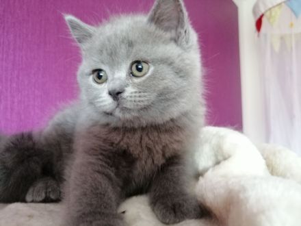 BKH Kitten in Blau