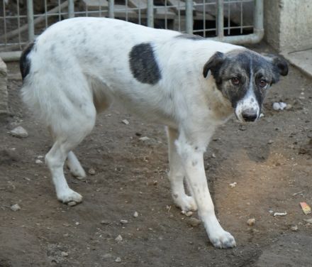 Ranja, geb. ca. 11/2023, lebt in GRIECHENLAND, auf einer privaten Pflegestelle