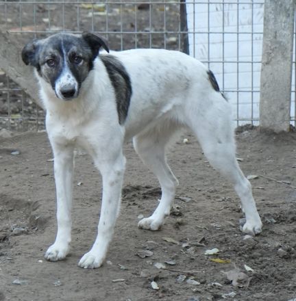 Ranja, geb. ca. 11/2023, lebt in GRIECHENLAND, auf einer privaten Pflegestelle