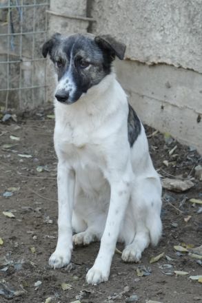 Ranja, geb. ca. 11/2023, lebt in GRIECHENLAND, auf einer privaten Pflegestelle