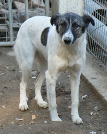 Ranja, geb. ca. 11/2023, lebt in GRIECHENLAND, auf einer privaten Pflegestelle