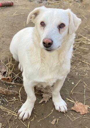 Lighty, geb. ca. 12/2021, lebt in GRIECHENLAND, auf einer privaten Pflegestelle