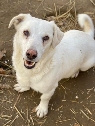 Lighty, geb. ca. 12/2021, lebt in GRIECHENLAND, auf einer privaten Pflegestelle