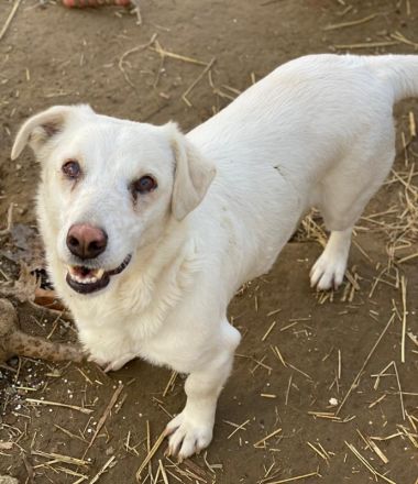 Lighty, geb. ca. 12/2021, lebt in GRIECHENLAND, auf einer privaten Pflegestelle