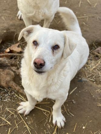 Lighty, geb. ca. 12/2021, lebt in GRIECHENLAND, auf einer privaten Pflegestelle