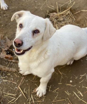 Lighty, geb. ca. 12/2021, lebt in GRIECHENLAND, auf einer privaten Pflegestelle