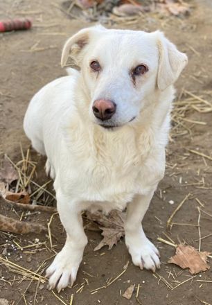 Lighty, geb. ca. 12/2021, lebt in GRIECHENLAND, auf einer privaten Pflegestelle