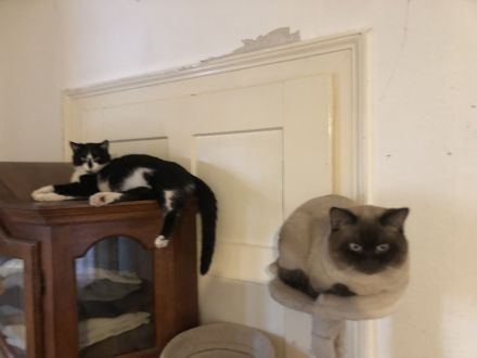 Kitten Britisch-Kurzhaar-Mix (BKH)