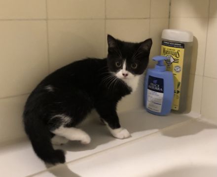 Kitten Britisch-Kurzhaar-Mix (BKH)