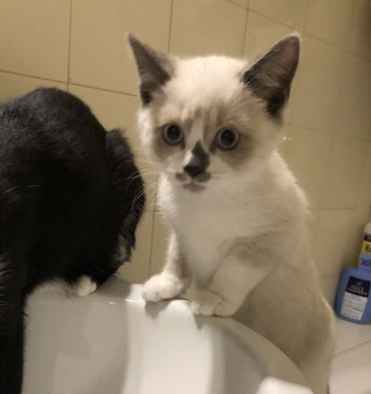 Kitten Britisch-Kurzhaar-Mix (BKH)