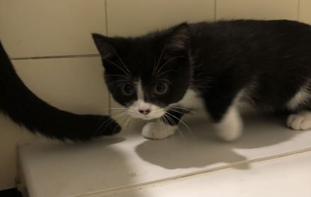 Kitten Britisch-Kurzhaar-Mix (BKH)