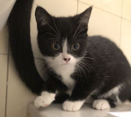 Kitten Britisch-Kurzhaar-Mix (BKH)