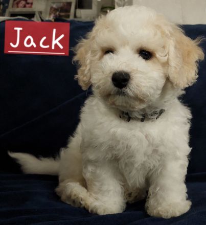 Bichon frisé Welpen aus Vereinszucht