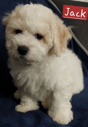 Bichon frisé Welpen aus Vereinszucht