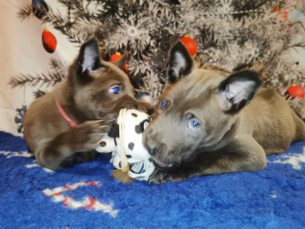 Chiang Exotic Wolfs Kennel