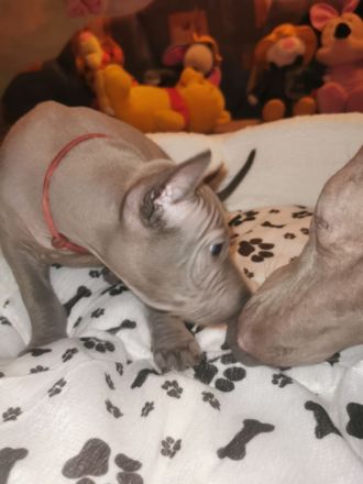 Chiang Exotic Wolfs Kennel