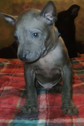 Chiang Exotic Wolfs Kennel