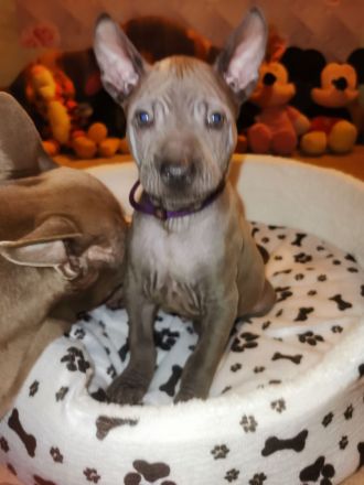 Chiang Exotic Wolfs Kennel