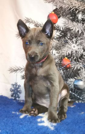 Chiang Exotic Wolfs Kennel