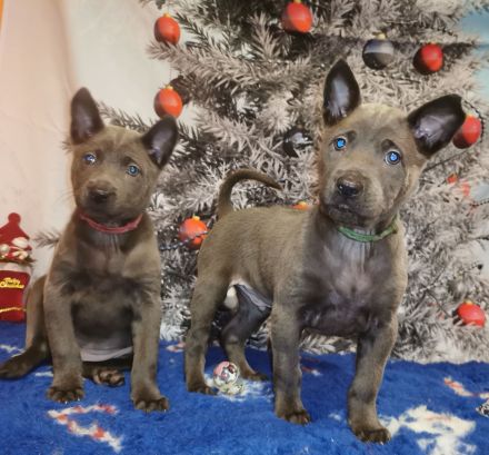 Chiang Exotic Wolfs Kennel