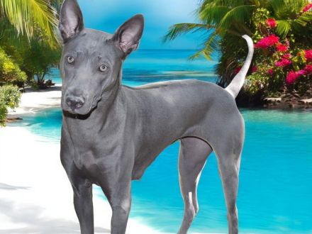 Chiang Exotic Wolfs Kennel