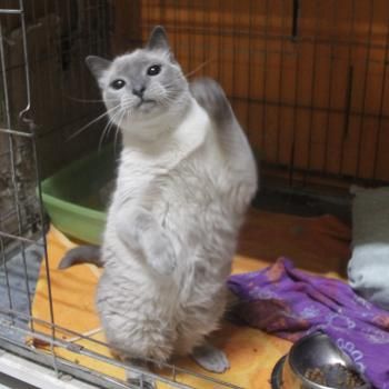 Koldi, Einzelprinzessin