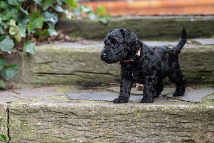 Kerry Blue Terrier Welpen aus Hobbyzucht