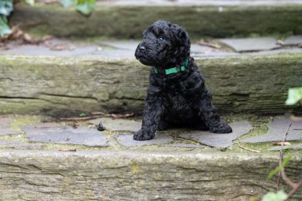 Kerry Blue Terrier Welpen aus Hobbyzucht