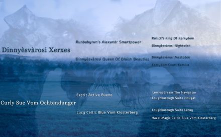 Kerry Blue Terrier Welpen aus Hobbyzucht