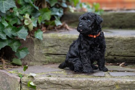 Kerry Blue Terrier Welpen aus Hobbyzucht