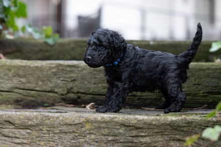 Kerry Blue Terrier Welpen aus Hobbyzucht