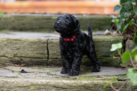Kerry Blue Terrier Welpen aus Hobbyzucht