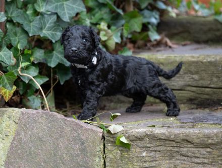 Kerry Blue Terrier Welpen aus Hobbyzucht