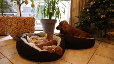 *Bezaubernde Englische Cocker Spaniel Welpen suchen ihr Traumzuhause!* 🐶❤