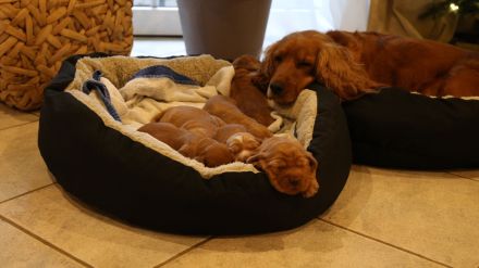 *Bezaubernde Englische Cocker Spaniel Welpen suchen ihr Traumzuhause!* 🐶❤