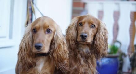 *Bezaubernde Englische Cocker Spaniel Welpen suchen ihr Traumzuhause!* 🐶❤