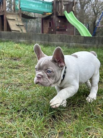 Französische Bulldoggen Welpen