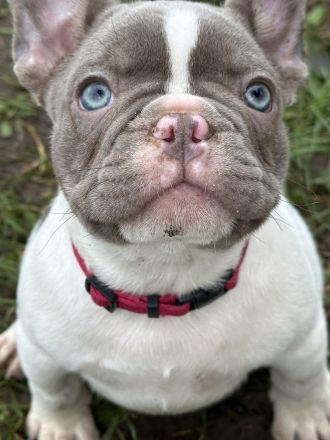 Französische Bulldoggen Welpen