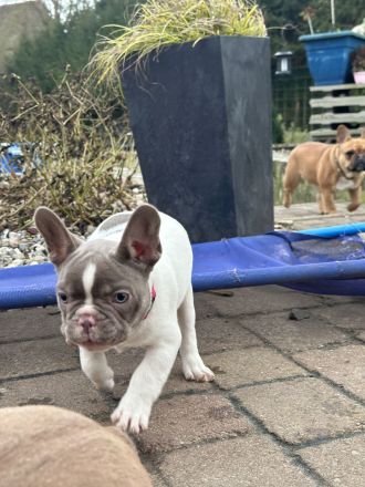 Französische Bulldoggen Welpen