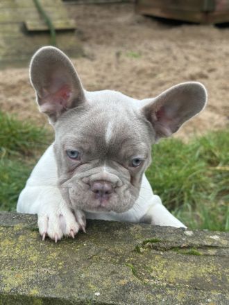 Französische Bulldoggen Welpen