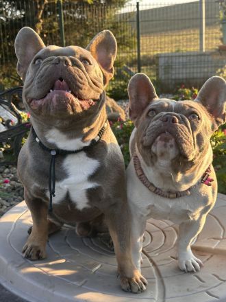 Französische Bulldoggen Welpen