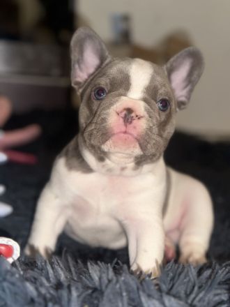 Französische Bulldoggen Welpen