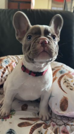 Französische Bulldoggen Welpen