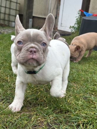 Französische Bulldoggen Welpen