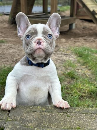 Französische Bulldoggen Welpen