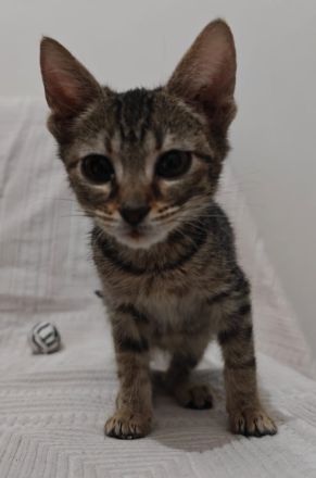 Raola, geb. ca. 07/2024, leben in GRIECHENLAND, auf einer Pflegestelle