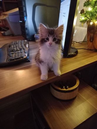 Norwegische Waldkatze, Kater; Kitten zu verkaufen mit Stammbaum