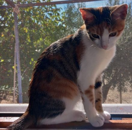 Lucinda, geb. ca. 04/2024, lebt in GRIECHENLAND, auf einer privaten Pflegestelle