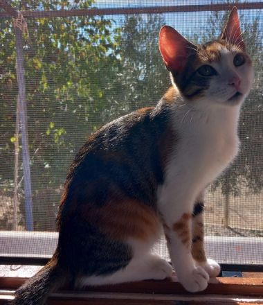 Lucinda, geb. ca. 04/2024, lebt in GRIECHENLAND, auf einer privaten Pflegestelle